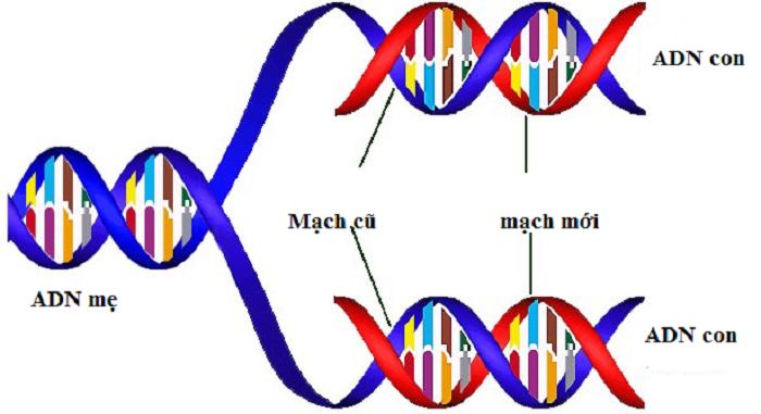 Chức năng của ADN là gì? Các cách lấy mẫu xét nghiệm ADN - Vật lý trị liệu