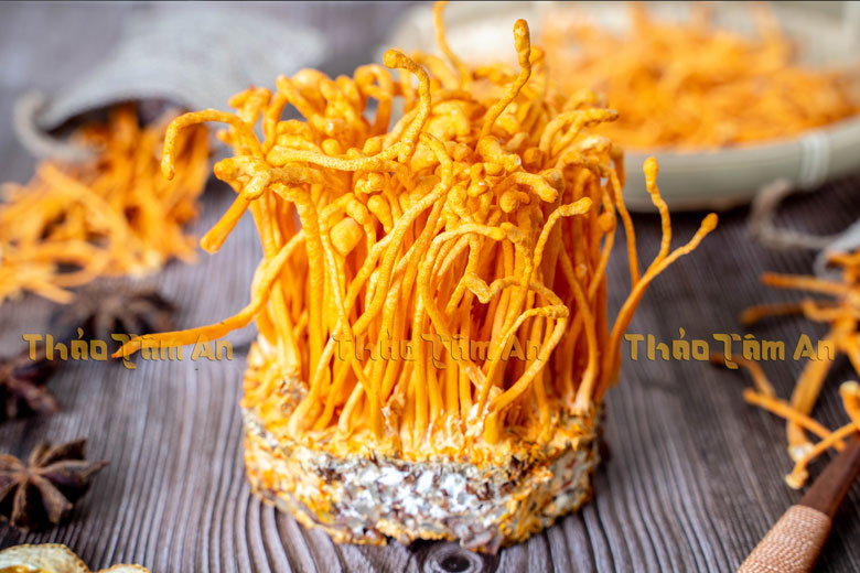 Nấm Đông Trùng Hạ Thảo là gì? Cách dùng, tác dụng, giá bán ra sao? - Vật lý trị liệu