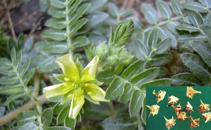 Vị thuốc bạch tật lê được ví như Viagra trong đông y