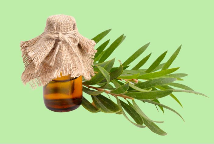 Tinh dầu tràm cho bé