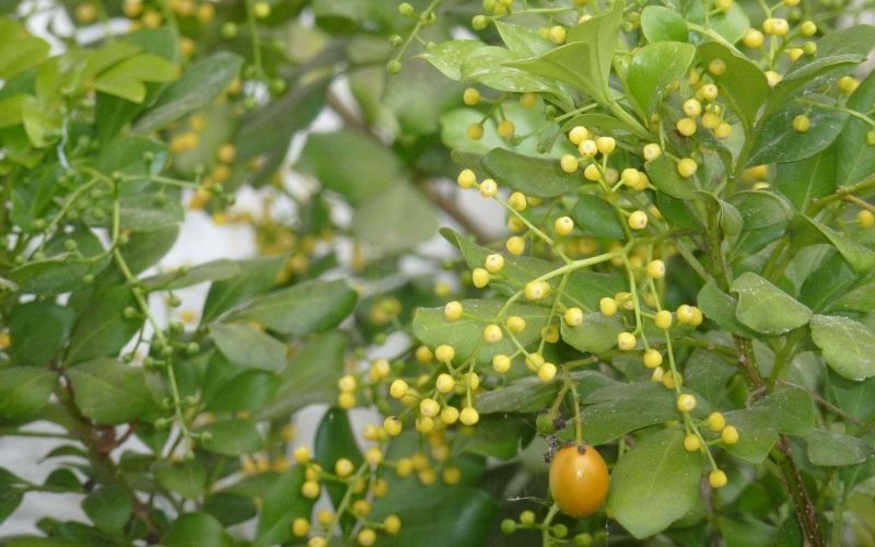 Cây ngâu: Ý nghĩa, hình ảnh, cách trồng, chăm sóc tại nhà