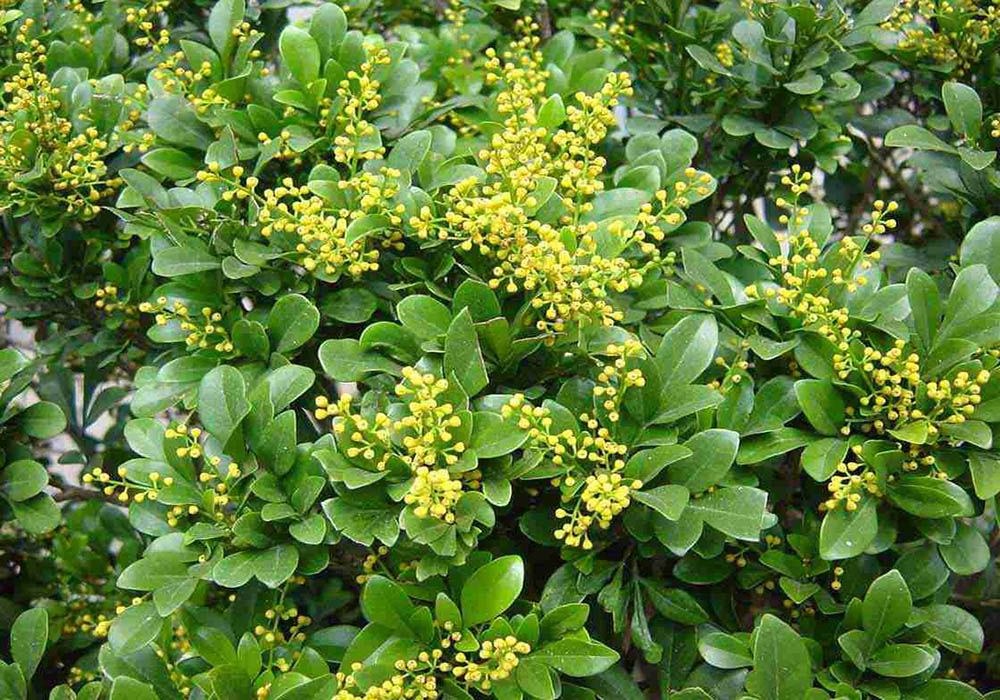 Cây hoa ngâu có ý nghĩa gì trong phong thủy?