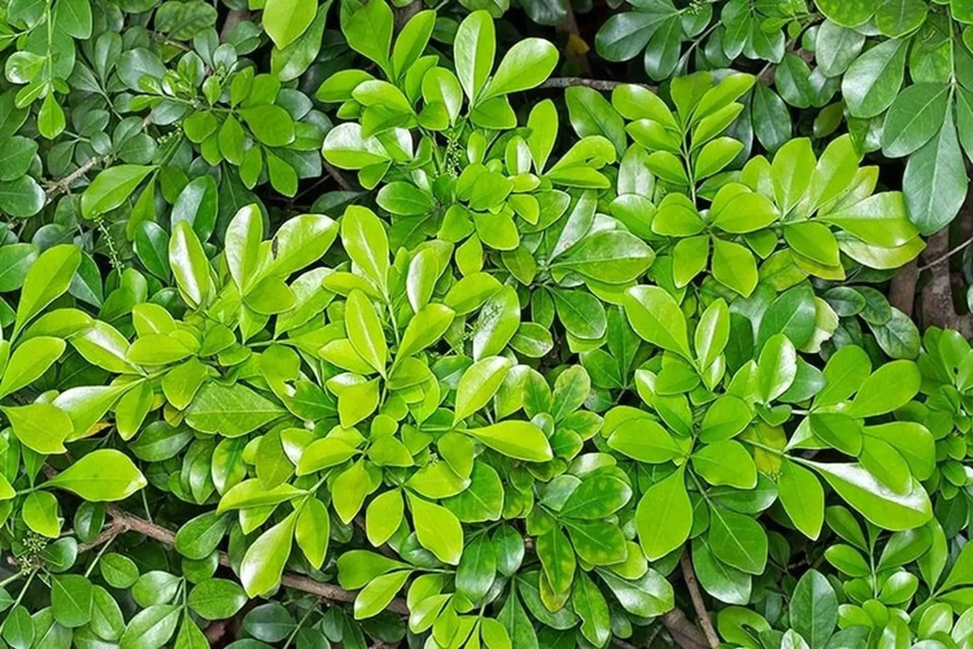 Cây ngâu: Hương vị miền núi, biểu tượng thiên nhiên gắn liền văn hóa Việt