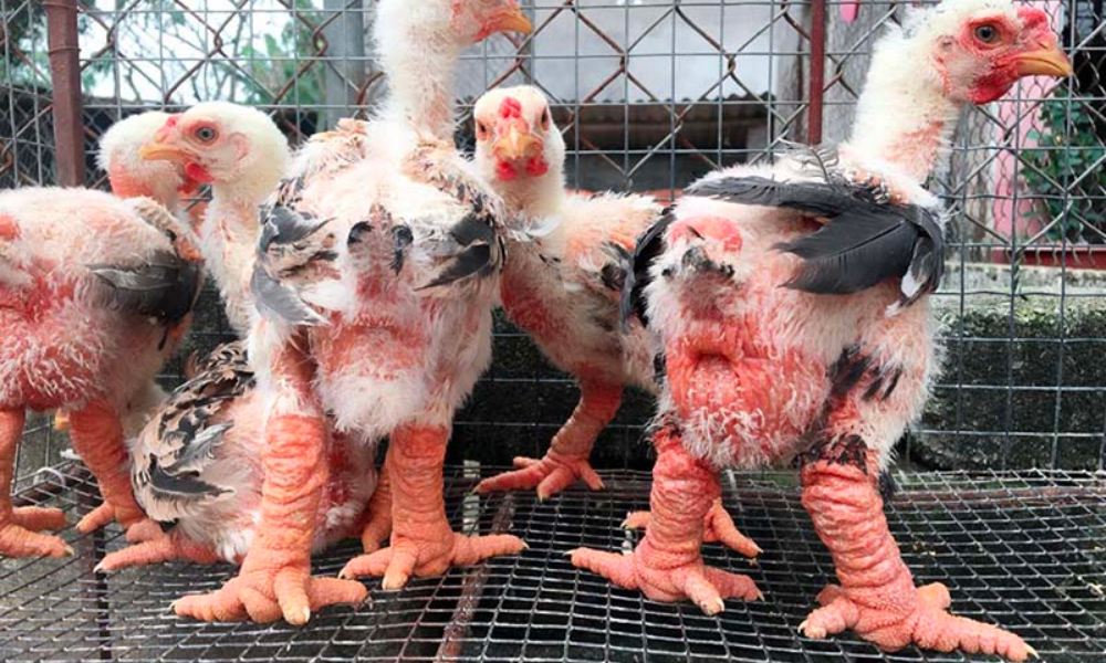 Gà Đông Tảo là loại gà gì? Cách chọn mua gà Đông Tảo ngon