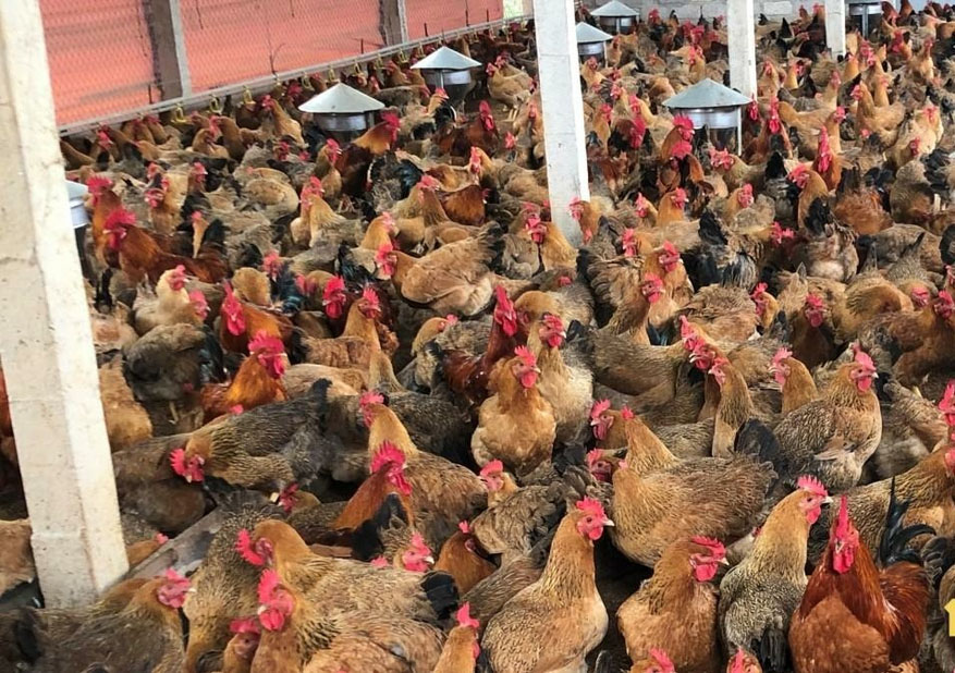 Gà lương phượng – TRẠI GIỐNG GIA CẦM ĐẠI XUYÊN