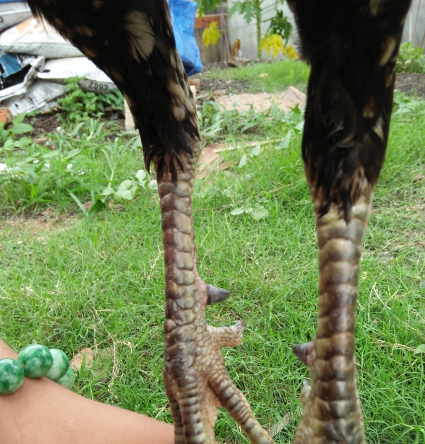 Kỹ năng chiến đấu của gà vảy vấn sáo