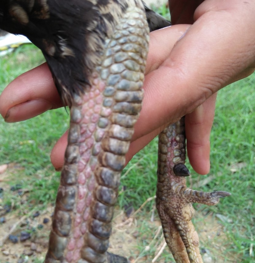 Đặc điểm gà chọi vảy vấn sáo là gì?