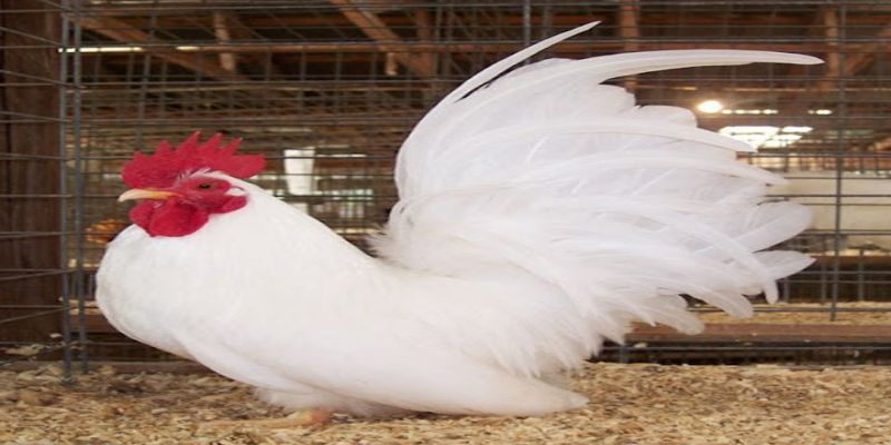 Gà tre Thái nuôi làm kiểng với bộ đuôi xòe đẹp mắt