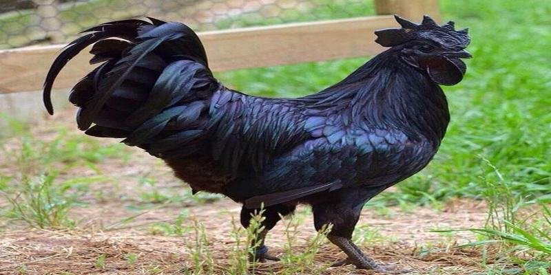 Giống gà Ayam Cemani đắt đỏ