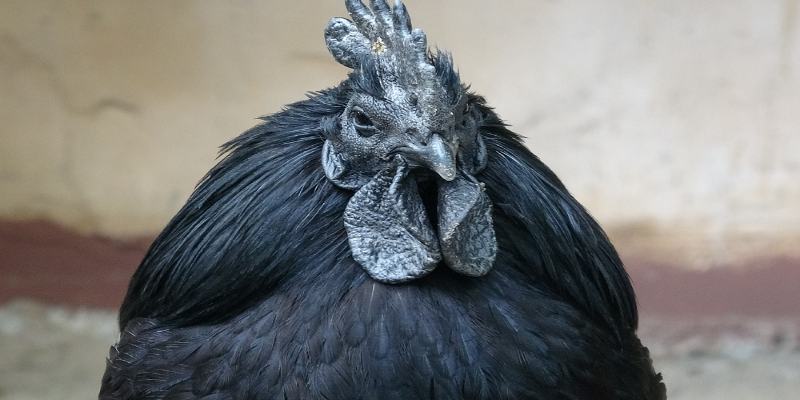 Gà mặt quỷ Ayam Cemani thuần chủng