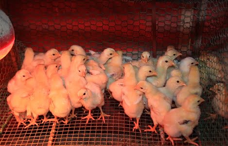 Kỹ thuật úm gà con và chăm sóc gà con giai đoạn từ 1 – 28 ngày tuổi - Chăn  nuôi Việt Nam