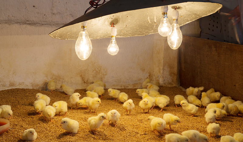 Kỹ thuật úm gà con - Tin tức Chăn nuôi - Tạp chí Chăn nuôi Việt Nam