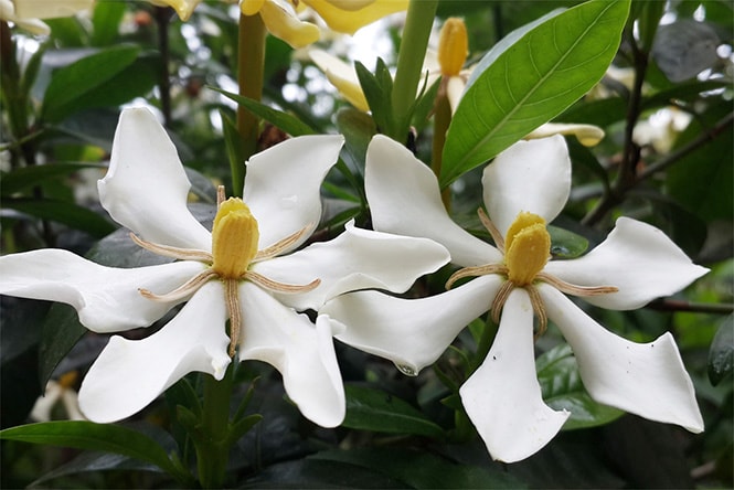 Ý Nghĩa Hoa Dành Dành - Loài Hoa Của Sự Thanh Lịch Và Mạnh Mẽ